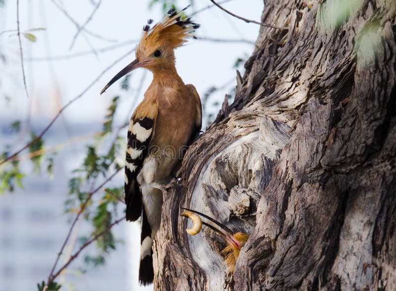 A Eurasian Hoopoe Upupa epops pecking a branch. A Eurasian Hoopoe Upupa epops pecking a branch.