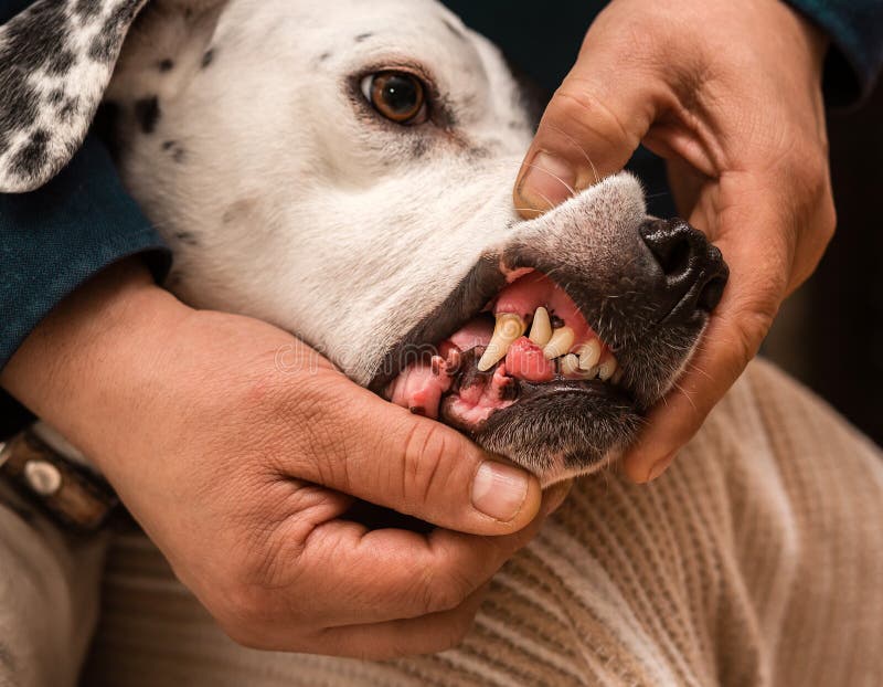 Epulis Fibrous Type in a Dog 1 Stock Photo Image of surgery, care