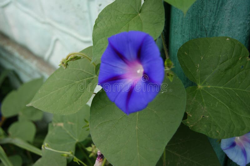 epítome imagens de stock epítome imagens de stock