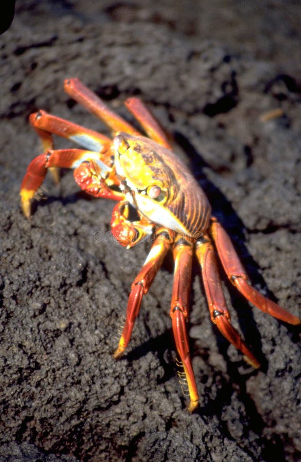 Equador: Fire-red ocean-crab on Galapagos-Island