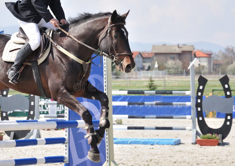 Equestrian jumping on brown horse