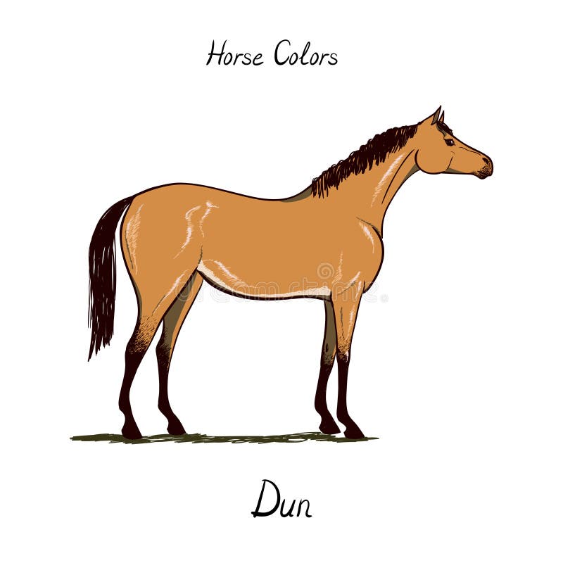 yellow dun horse