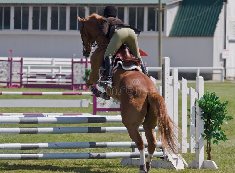 Equestrian Showjumping Horse Stock Photo Image of rider, riding 6049820
