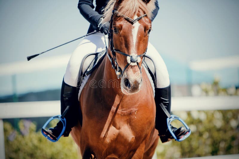 Equestrian sport. Portrait sports red stallion in the bridle. Horseback riding. Equestrian sport. Portrait sports red stallion in the bridle. The leg of the