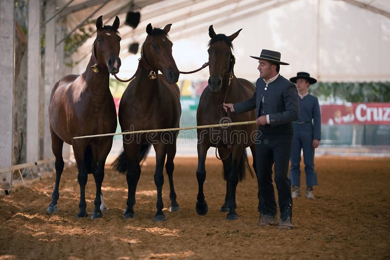 Equestrian Test of Morphology To Pure Spanish Horses Editorial Image