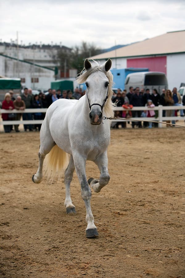 Equestrian Test of Morphology To Pure Spanish Horses Editorial