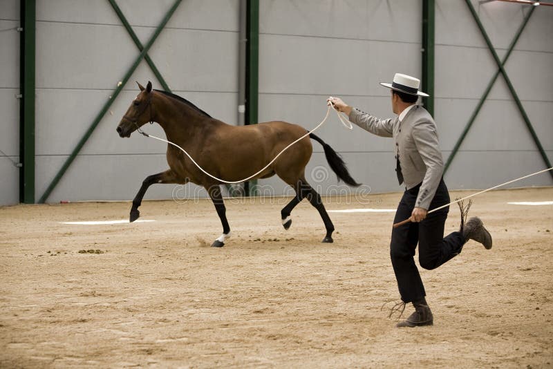 Equestrian Test of Morphology To Pure Spanish Horses Editorial Image