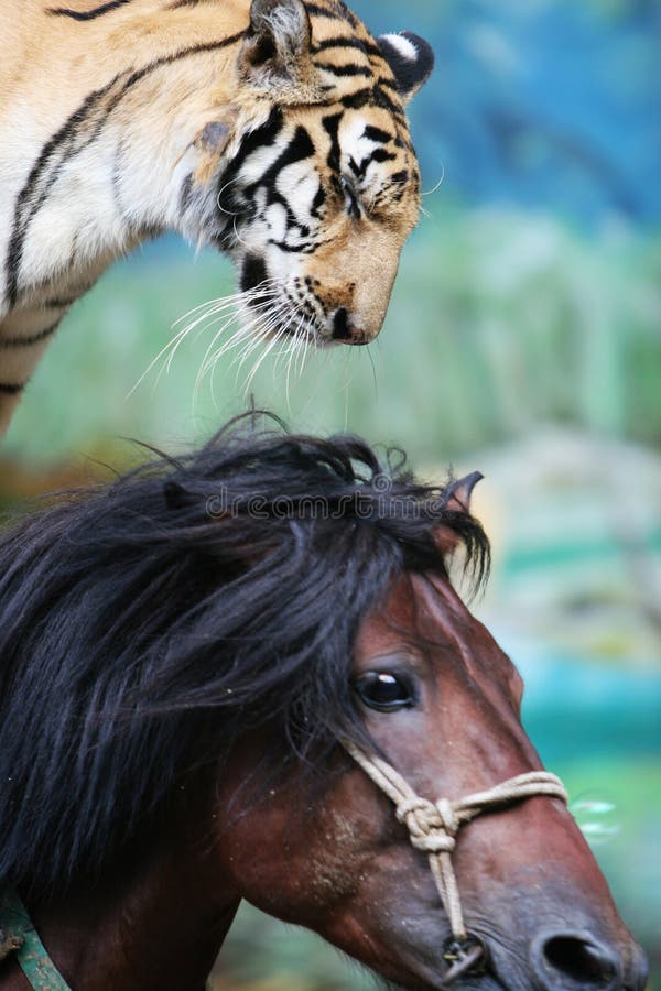 The equestrian tiger of circus