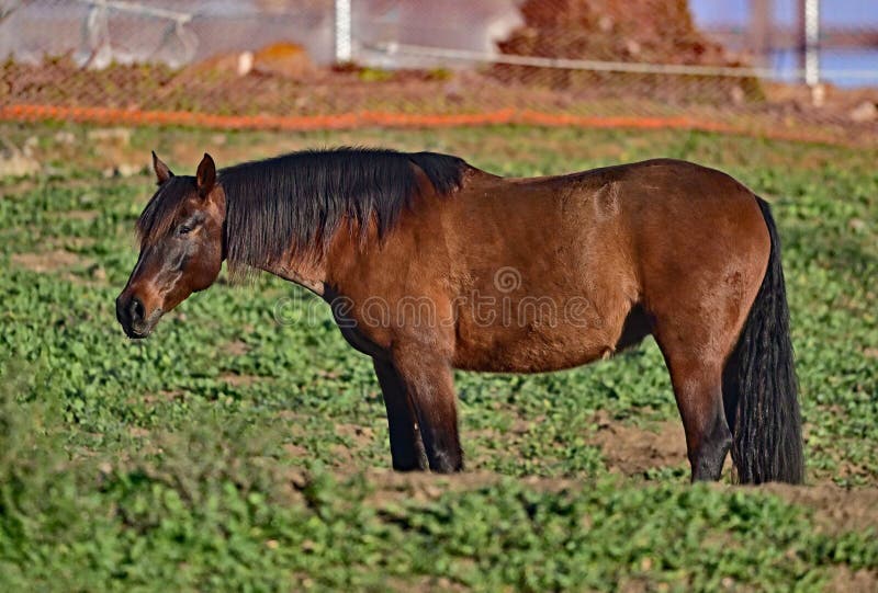 Equestrian Training Horse Chewing the Cud Stock Image Image of horse