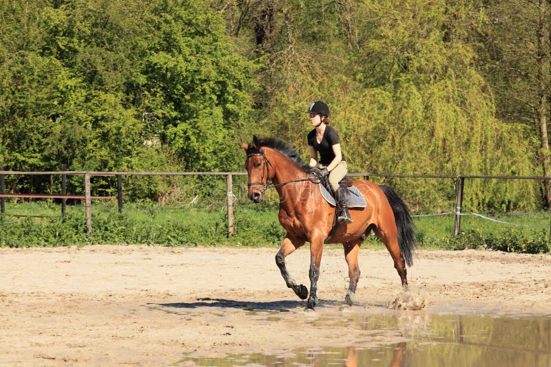 Equestrienne on brown horse in summer