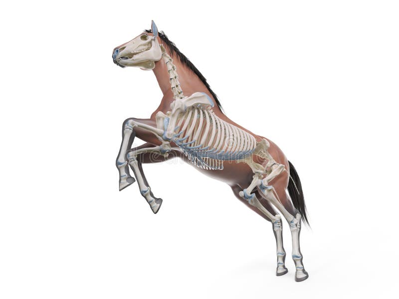 The Equine Anatomy The Muscle System Stock Illustration