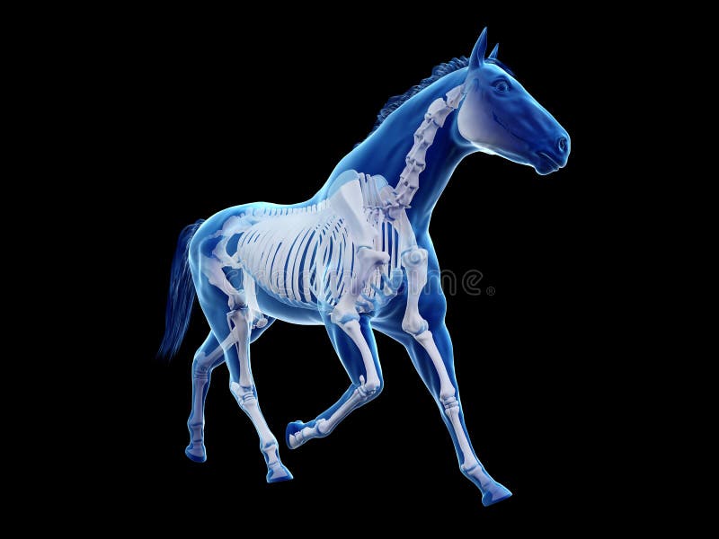 The Equine Anatomy - the Skeleton Stock Illustration - Illustration of ...