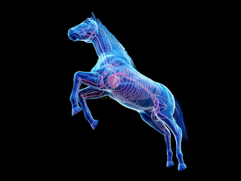 Horse Anatomy Heart Stock Illustrations 118 Horse Anatomy Heart Stock