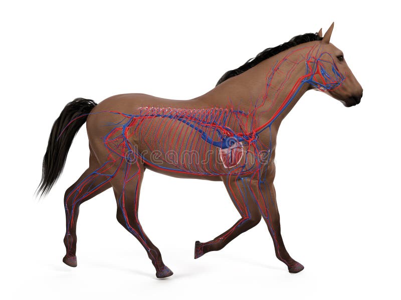 Horse Anatomy Heart Stock Illustrations 118 Horse Anatomy Heart Stock