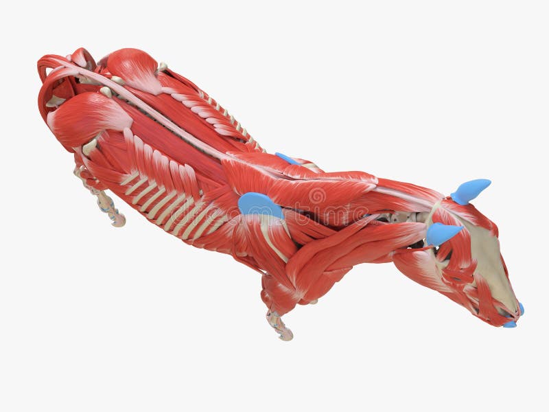 The equine muscle anatomy stock illustration. Illustration of animal