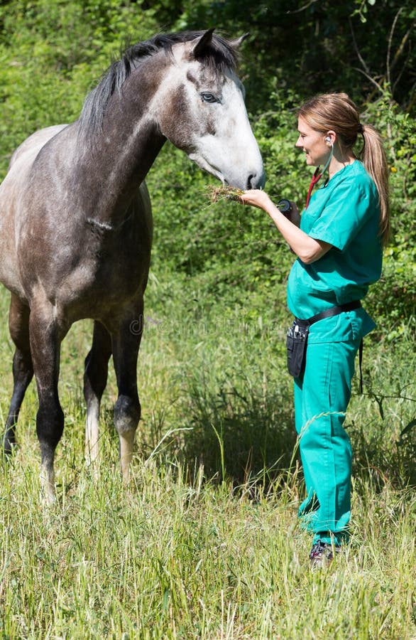 Equine veterinary stock image. Image of monkey, meadow 55956861