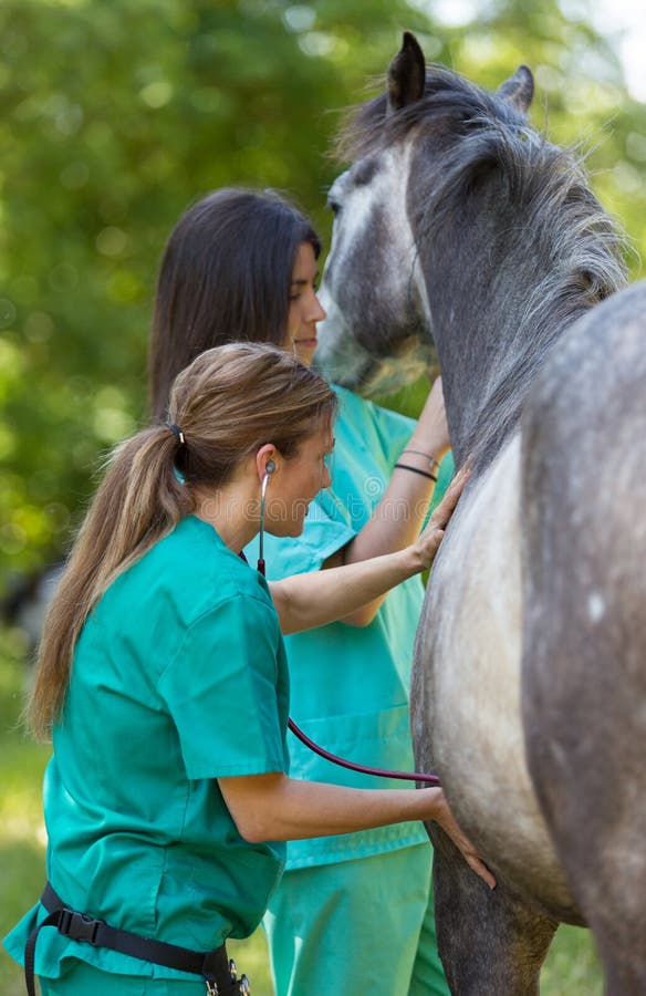 Equine veterinary stock photo. Image of equine, endoscope 55957252