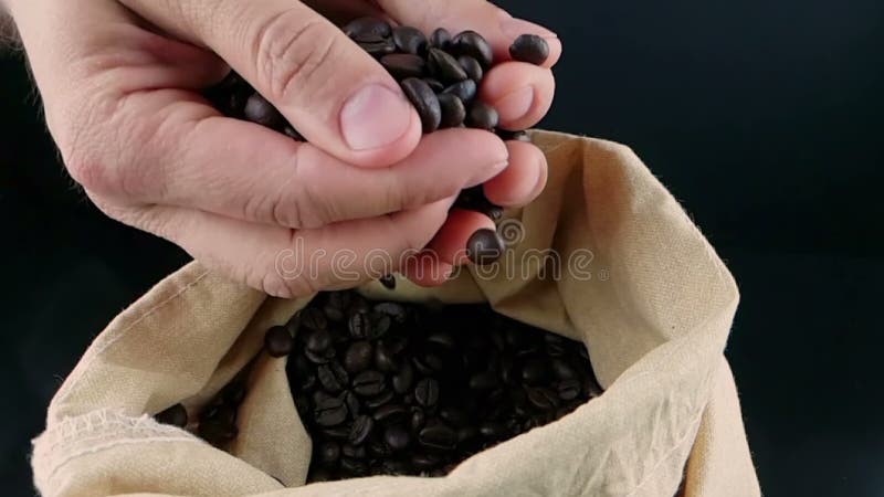 Equipaggi i chicchi di caffè della tenuta della mano in sacco della tela ed alcuni che cadono, movimento lento del colpo, l'agric