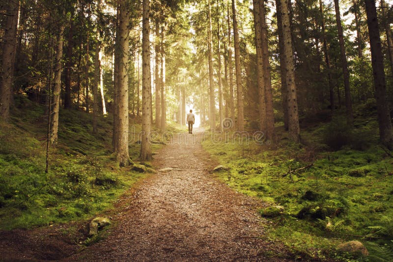 Equipaggi la camminata sul percorso verso la luce in foresta magica fotografie stock libere da diritti