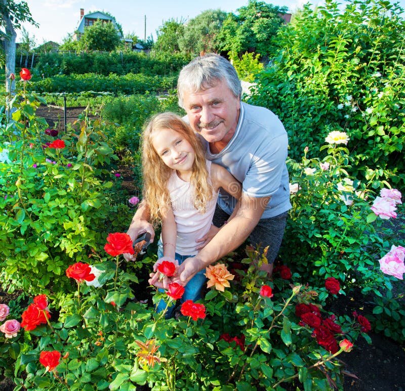 Equipaggi la ragazza del witn che si preoccupa per le rose nel giardino fotografie stock Equipaggi la ragazza del witn che si preoccupa per le rose nel giardino fotografie stock