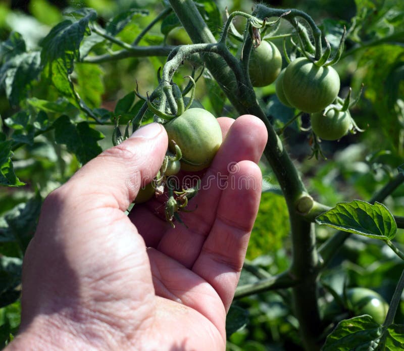 Equipaggia la mano che ispeziona il pomodoro verde non maturo fotografia stock Equipaggia la mano che ispeziona il pomodoro verde non maturo fotografia stock