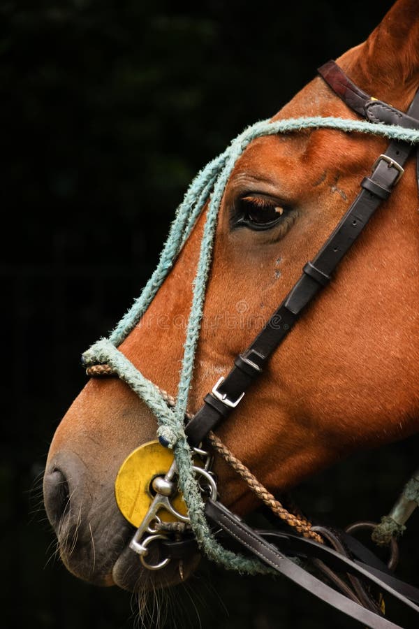 Polo equipment, Profile Horse head with bridles. Argentine cup match in Phoenix park. Dublin. Ireland. Polo equipment, Profile Horse head with bridles. Argentine cup match in Phoenix park. Dublin. Ireland