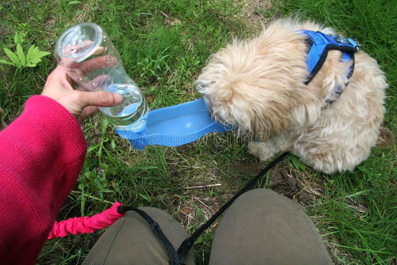 Equipamento para cães ao ar livre na natureza bebendo garrafa de água portátil expedição de caça à selva no canadá. américa do nor
