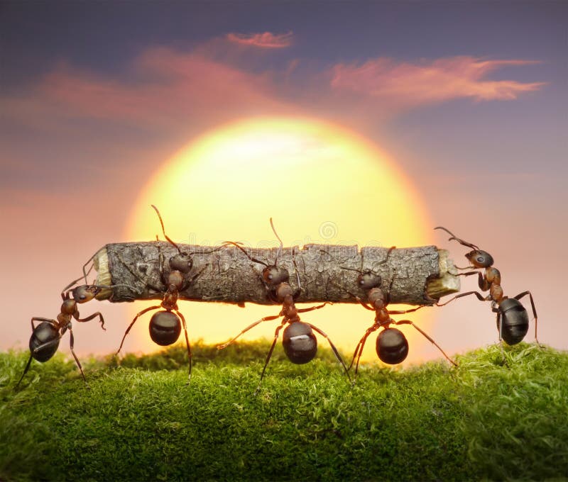 A equipe das formigas carreg o por do sol do início de uma sessão, conceito dos trabalhos de equipa