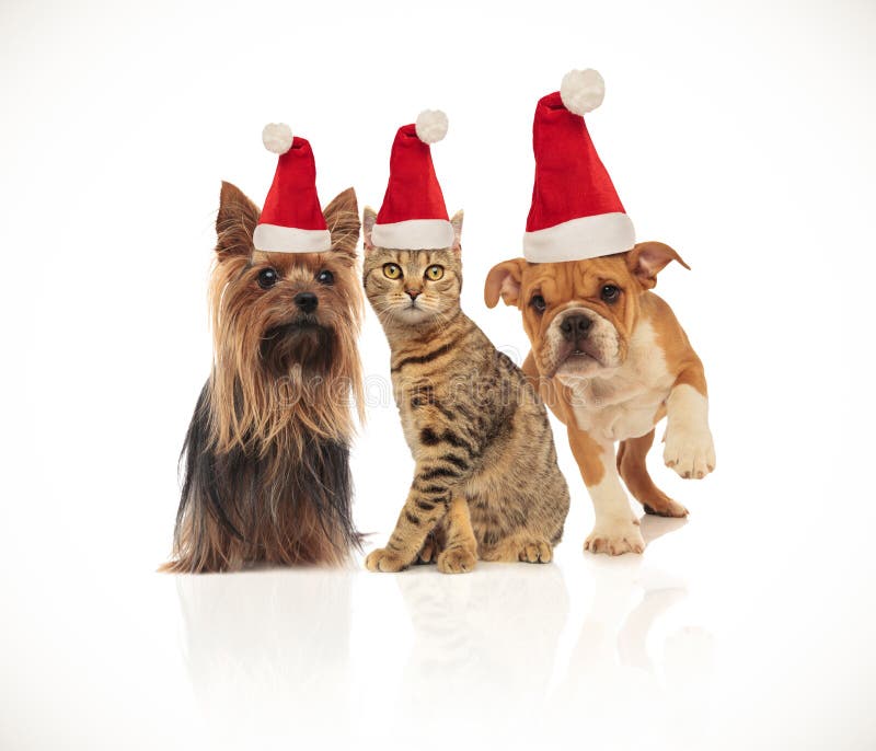 Equipe de três animais de estimação bonitos do Natal que vestem chapéus de Santa fotografia de stock Equipe de três animais de estimação bonitos do Natal que vestem chapéus de Santa fotografia de stock
