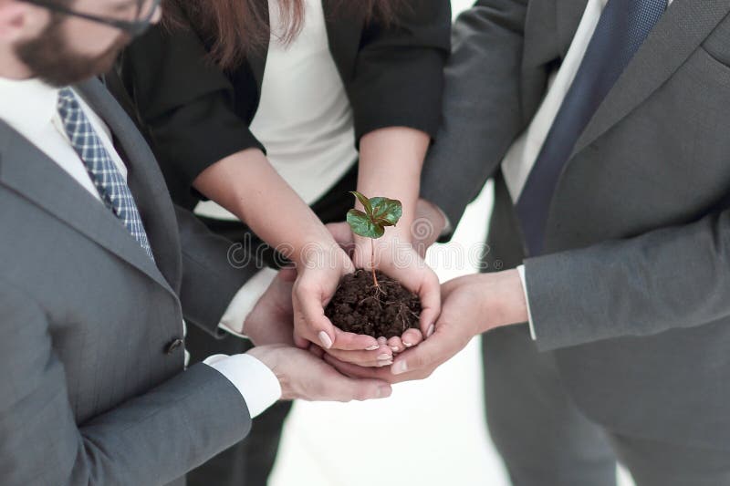 Business team is holding a small sprout in their hands.eco-business concept. Business team is holding a small sprout in their hands.eco-business concept