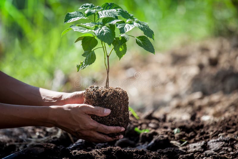 Equipe a mão que planta a árvore nova no solo preto