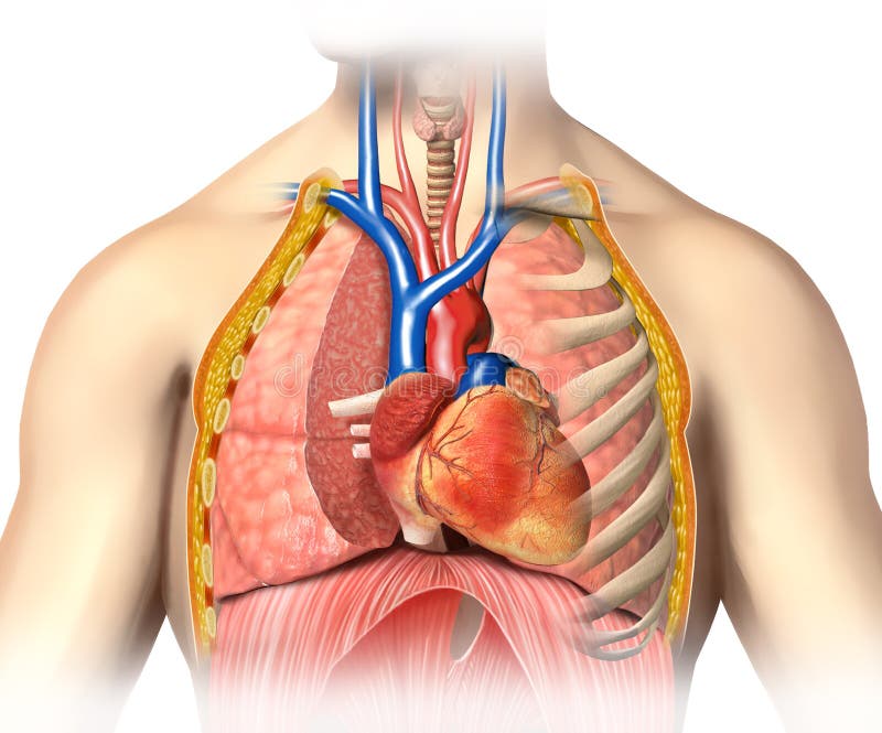 Equipe o cutaway do tórax da anatomia com coração com as veias principais do sangue