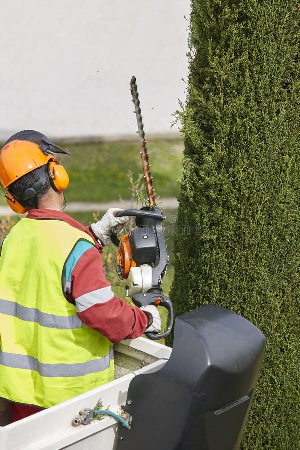 Equiped Worker Pruning a Tree on a Crane. Gardening Stock Photo Image