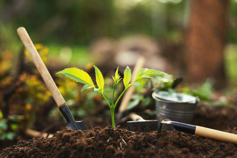 Equipment for Planting Plants and Growing Plants on the Soil Stock