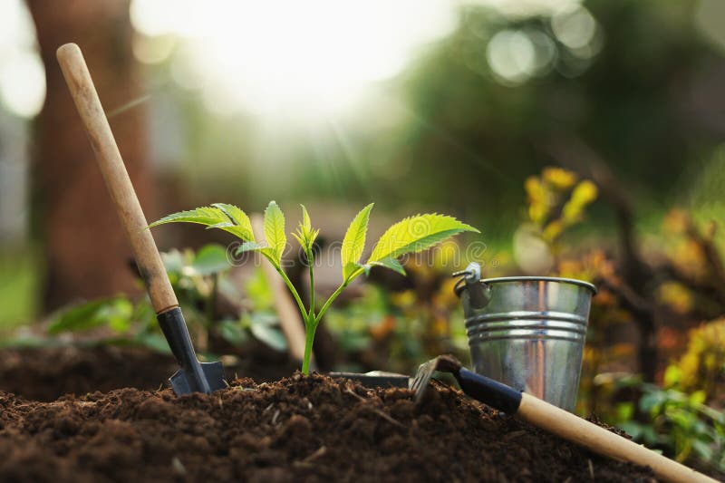 Equipment for Planting Plants and Growing Plants on the Soil Stock