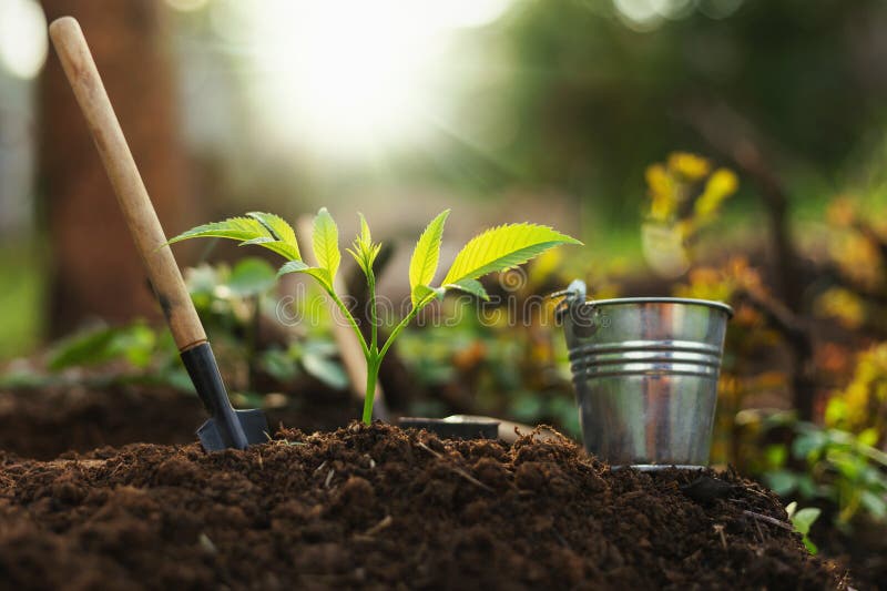 Equipment for Planting Plants and Growing Plants on the Soil Stock