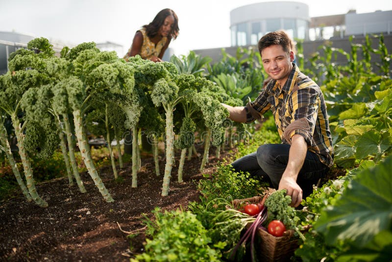Equipo amistoso que cosecha verduras frescas del jardín del invernadero del tejado y que planea la estación de la cosecha imagenes de archivo Equipo amistoso que cosecha verduras frescas del jardín del invernadero del tejado y que planea la estación de la cosecha imagenes de archivo