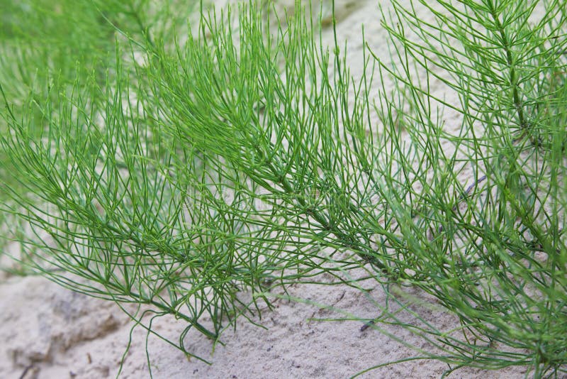 Equisetumarvense, f?lthorsetailen eller gemensam horsetail - v?xt- v?xt arkivfoto Equisetumarvense, f?lthorsetailen eller gemensam horsetail - v?xt- v?xt arkivfoto