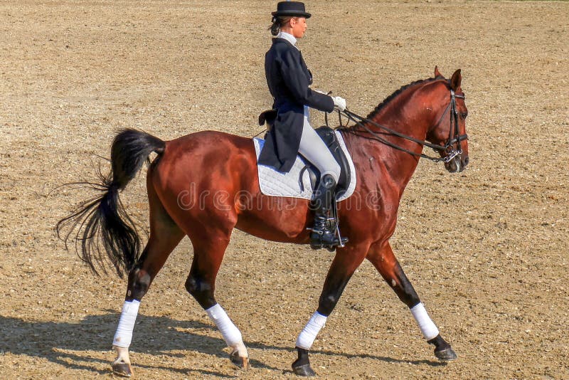 Mulher Jockey Com Seu Cavalo Marrom Selado Patenteando O Garanhão