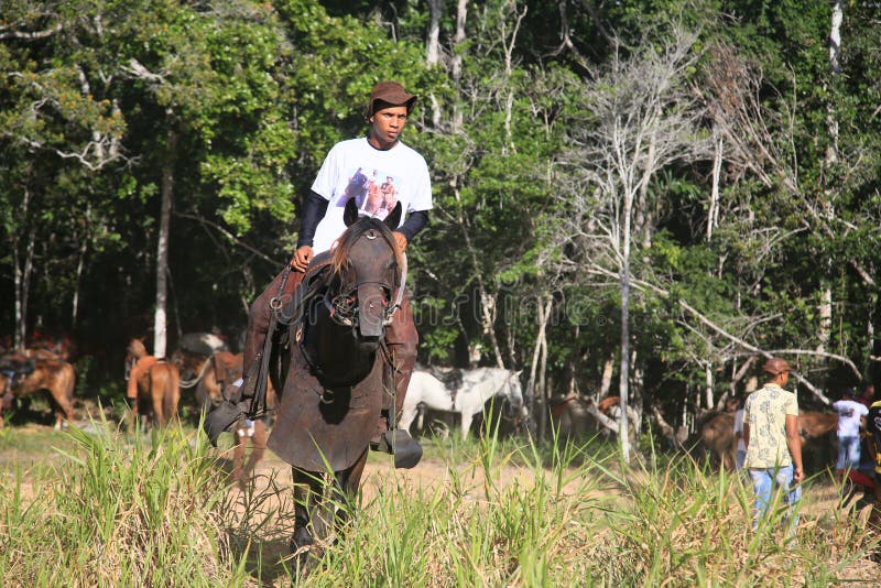 Cavalo cavalgando na bahia imagem editorial. Imagem de freio - 204124325