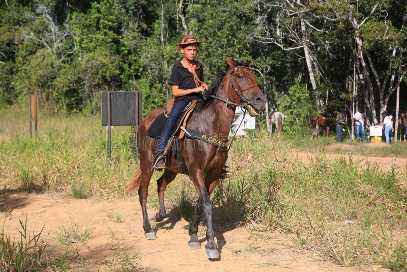 Cavalo cavalgando na bahia imagem editorial. Imagem de freio