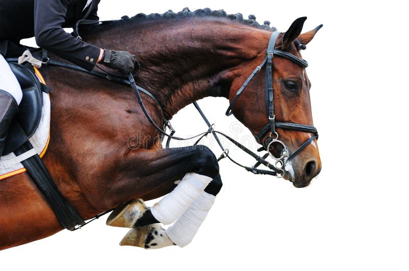 Equitazione: Cavallo di baia nella manifestazione di salto, isolata