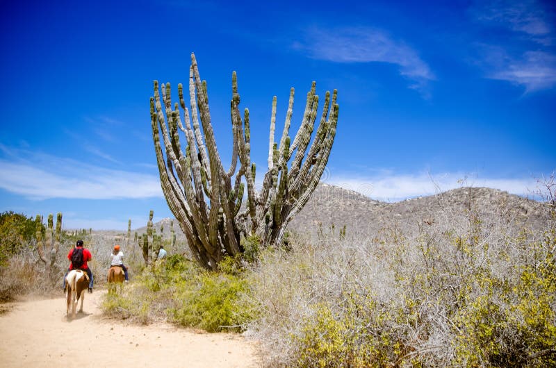 Equitação dos turistas na praia em Cabo San Lucas, Baja California fotos de stock Equitação dos turistas na praia em Cabo San Lucas, Baja California fotos de stock