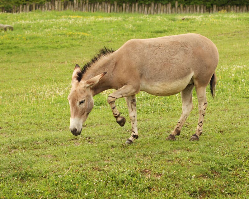 Equus africanus somalicus stock images