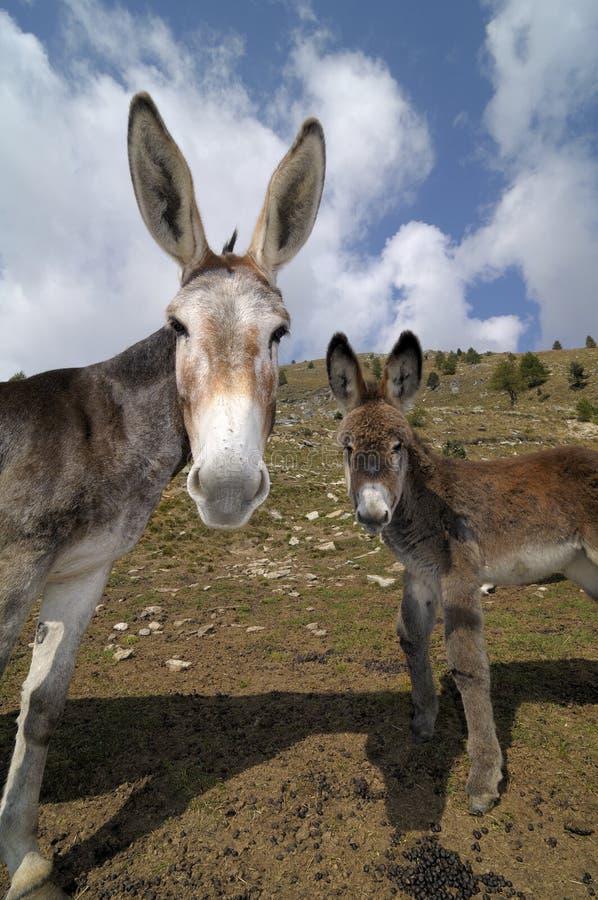 Portrait of 2 donkeys , Equus africanus asinus. Portrait of 2 donkeys , Equus africanus asinus