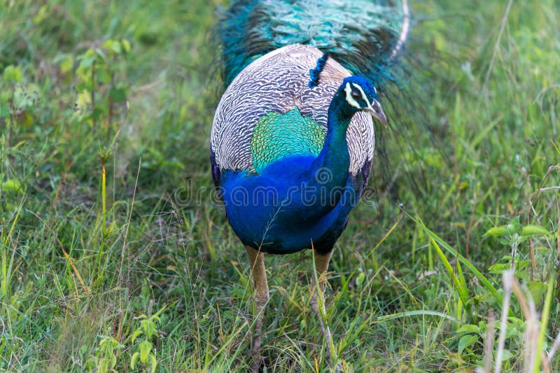 There is a colorful Indian Peafowl ( Pavo cristatus ) on the grass. Minneriya National Park is a national park in North Central Province of Sri Lanka. There is a colorful Indian Peafowl ( Pavo cristatus ) on the grass. Minneriya National Park is a national park in North Central Province of Sri Lanka.