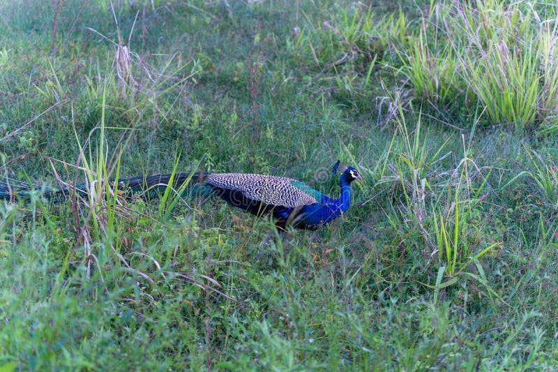 There is a colorful Indian Peafowl ( Pavo cristatus ) on the grass. Minneriya National Park is a national park in North Central Province of Sri Lanka. There is a colorful Indian Peafowl ( Pavo cristatus ) on the grass. Minneriya National Park is a national park in North Central Province of Sri Lanka.