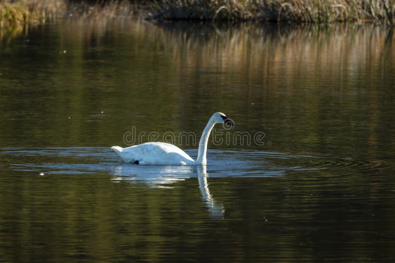 September 1, 2016 - Trumpet Swan floating on lake in Alaska, south of Anchorage. September 1, 2016 - Trumpet Swan floating on lake in Alaska, south of Anchorage