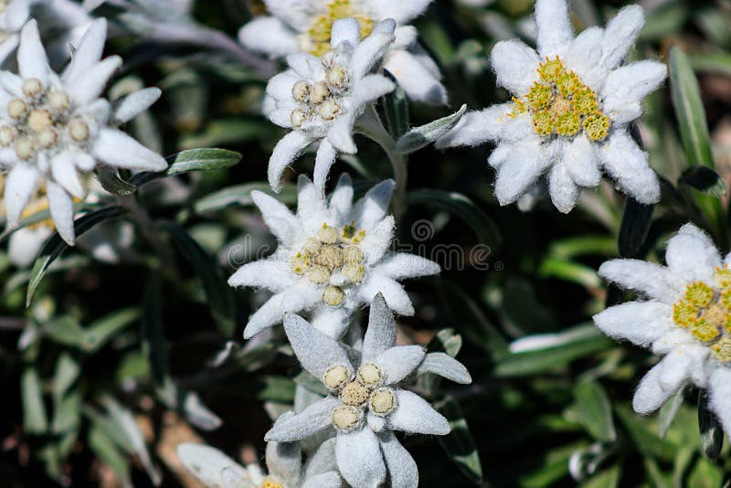Eranthis hyemalis oder Winterling, ungewöhnlicher Garten - Vielzahl Winter-Schnee-Schale mit weißen flaumigen Blumen stockfoto Eranthis hyemalis oder Winterling, ungewöhnlicher Garten - Vielzahl Winter-Schnee-Schale mit weißen flaumigen Blumen stockfoto