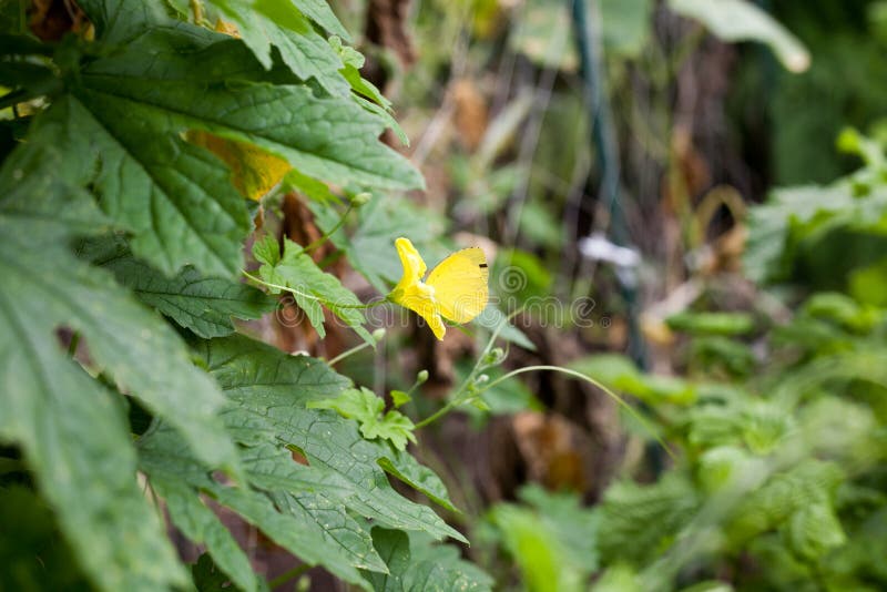 Erate di Colias fotografie stock libere da diritti Erate di Colias fotografie stock libere da diritti